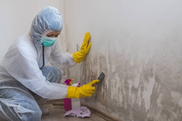 Mold Documentation for Insurance Claims in Covington, WA